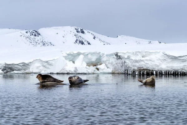 在位于挪威大陆和北极之间的斯瓦尔巴群岛 港口海豹Phoca Vitulina被拖到岩石上 — 图库照片