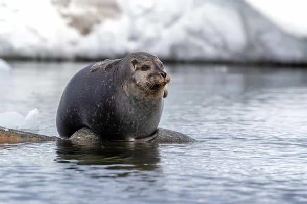 Egy Kikötői Fókát Phoca Vitulinát Húztak Egy Sziklán Svalbardon Egy — Stock Fotó