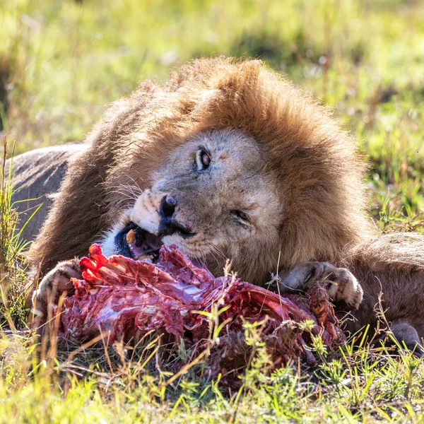 Jeune Lion Adulte Panthera Leo Nourrit Une Nouvelle Proie Dans — Photo