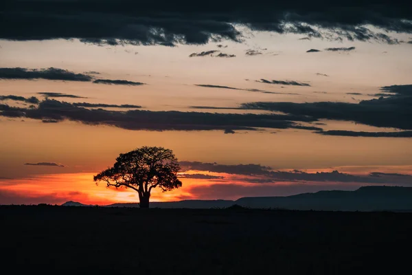 Einzelner Akazienbaum Bei Sonnenaufgang Der Masai Mara Kenia Silhouette Gegen — Stockfoto