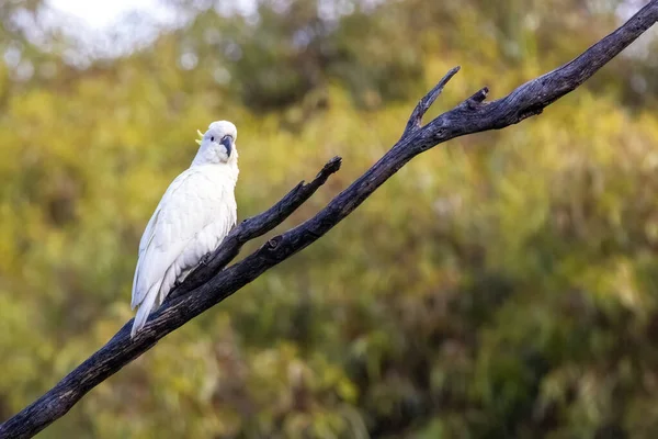 타이틀 오스트레일리아 빅토리아에 나뭇가지에 페루아 앵무새는 오스트레일리아 뉴기니아 인도네시아 토착종이다 — 스톡 사진