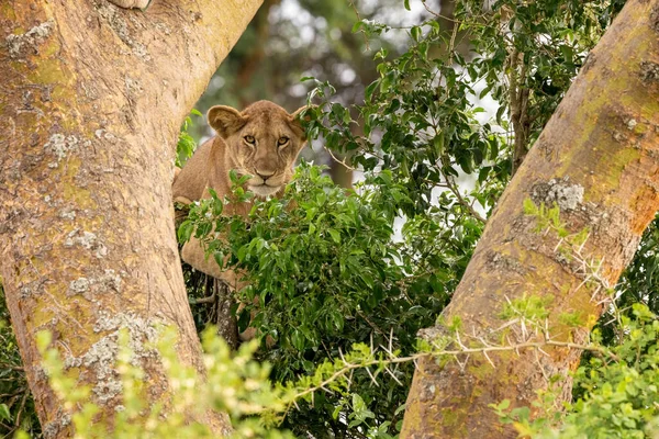 幼狮在树上 伊丽莎白女王国家公园的伊沙沙地区以爬树狮子而闻名 狮子爬树是为了躲避高温和昆虫 并且有明确的有利位置 乌干达 — 图库照片