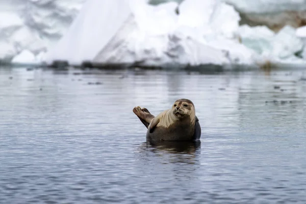 Egy Kikötői Fókát Phoca Vitulinát Húztak Egy Sziklán Svalbardon Egy — Stock Fotó