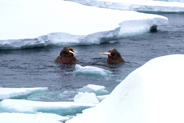 Adult Walruses Odobenus Rosmarus Swimming Arctic Ocean Coast Svalbard Surfacing — Stock Photo, Image