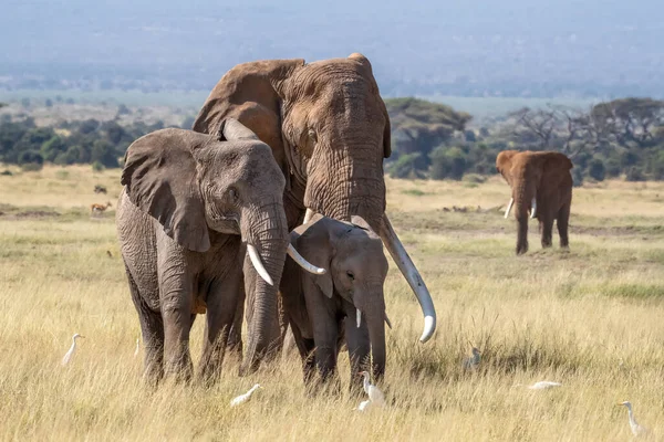 Ένας Μεγάλος Ταύρος Ελέφαντας Περπατά Ένα Θηλυκό Και Μωρό Μέσα — Φωτογραφία Αρχείου