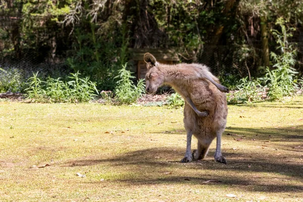 Vuxen Skogvaktare Macropus Giganteus Tasmaniensis Tasmanien Australien Underart Till Östra — Stockfoto