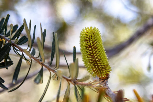 Bancarrota Plata Flor Cono Banksia Marginata Tasmania Australia Primer Plano —  Fotos de Stock