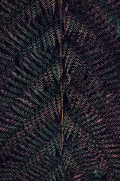 Tło Liści Paproci Drzewnej Mutowane Ciemne Leśne Odcienie Liści Paproci — Zdjęcie stockowe