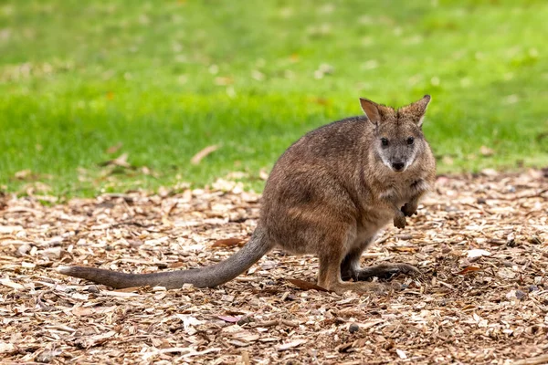 Red-necked wallaby, Macropus rufogriseus, standing in crouched pose, front view, with grass background. Tasmania, Australia.