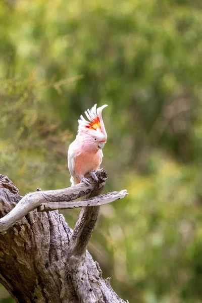 Major Mitchell Cockatoo Otherwise Known Leadbeater Pink Cockatoo Perched Dead — Stock Photo, Image