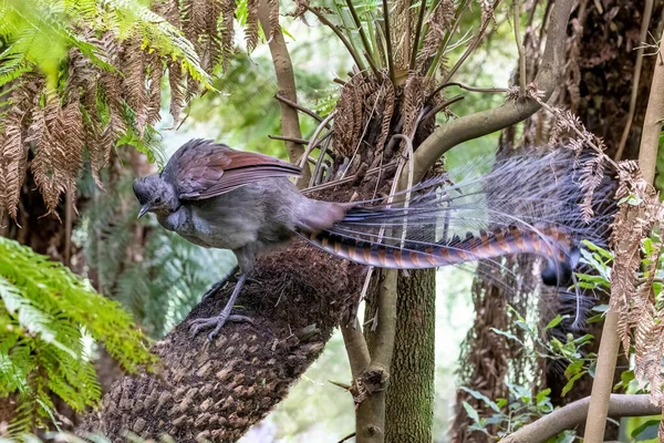 Een Prachtige Lyrebird Menura Novaehollandiae Victoria Australië Neergestreken Een Varen — Stockfoto