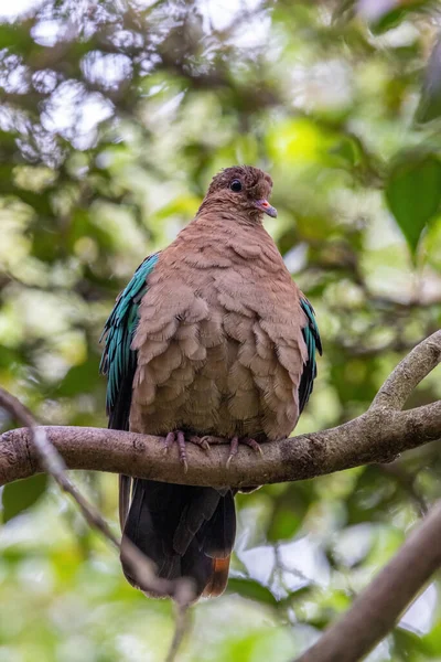 Emerald Dove Chalcophaps Indica Indica Perched Tree Soft Foliage Background — Stock Photo, Image