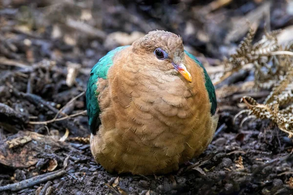 Emerald Dove Chalcophaps Indica Indica Resting Woodland Undergrowth Also Known — Stock Photo, Image