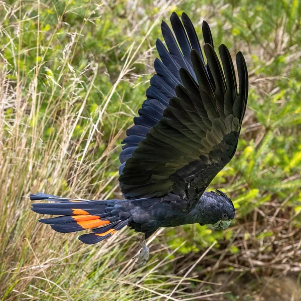 成虫のオスの赤尾のブラック コカトゥー 英語版 カリプトリヒンクス バンシー 英語版 葉の背景に対して飛行中である この大きな光沢のあるコカトゥーは オーストラリア特有の脆弱な種です — ストック写真
