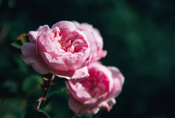 Рожеві Троянди Темною Зубчастою Обробкою Простір Тексту Невелика Глибина Різкості — стокове фото