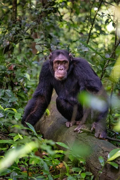 在乌干达西部Kibale国家公园的热带雨林里 成年黑猩猩 泛巨怪 公园保护计划意味着一些剧团习惯于与人交往 — 图库照片
