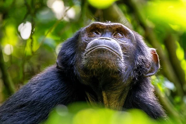 成年黑猩猩 泛巨怪 透过树冠的缝隙仰望着阳光 乌干达Kibale森林 保护计划的意思是有些剧团习惯与人交往 — 图库照片