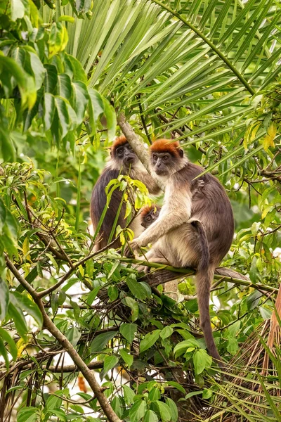 Ugandai Vörös Kolobusz Majmok Piliocolobus Tephrosceles Vagy Hamu Vörös Kolobusz — Stock Fotó