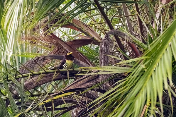 Barbet Východní Žlutozelený Trachylaemus Purpuratus Tropických Lesích Bigodi Welands Kibale — Stock fotografie