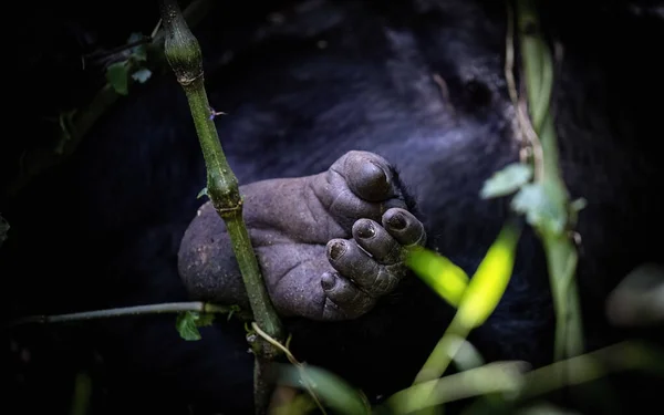 Detalle Pie Gorila Mostrando Los Dígitos Dedo Gordo Oponible Gorila —  Fotos de Stock