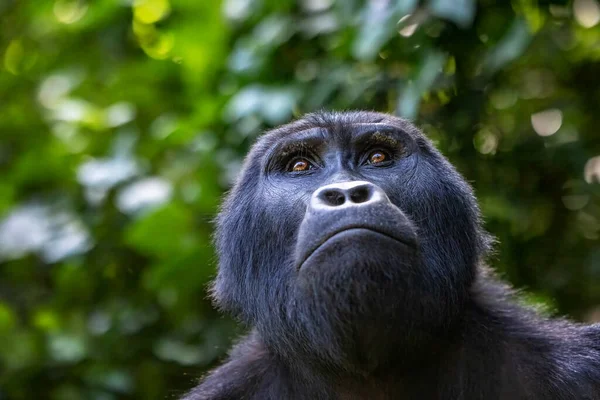 Portré Egy Felnőtt Gorilláról Gorilla Beringei Beringei Bwindi Áthatolhatatlan Erdőben — Stock Fotó