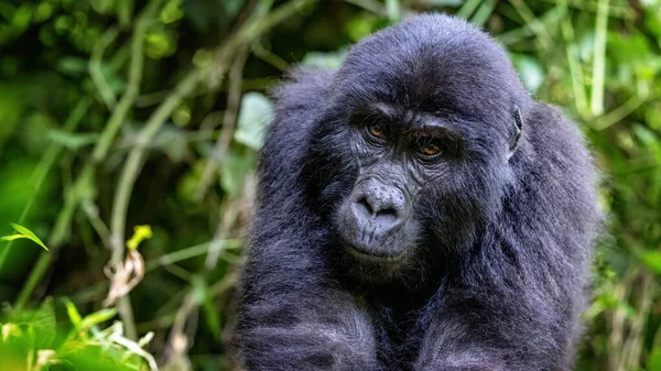 Νεαρός Γορίλλας Gorilla Beringei Beringei Στο Καταπράσινο Φύλλωμα Του Δάσους — Φωτογραφία Αρχείου