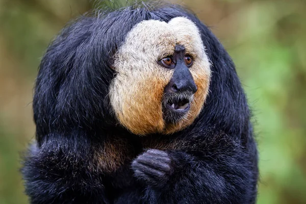 Ασπρόμαυρο Σάκι Πίθηκος Πίθηκος Αυτό Είναι Ένα Ενήλικο Αρσενικό Και — Φωτογραφία Αρχείου