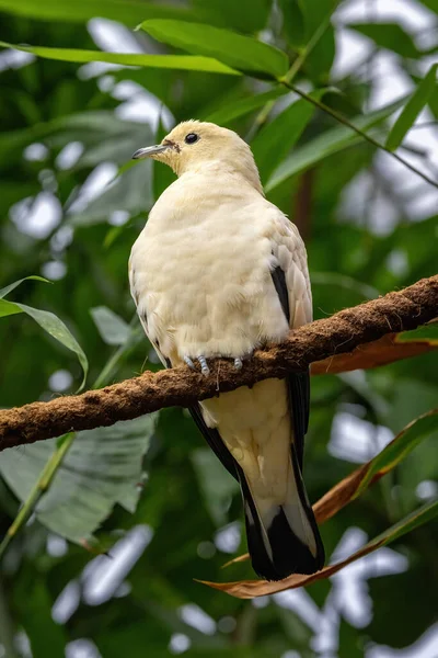 麻雀栖息在一根绳子上 这种鸽子被认为是和平 爱和安宁的象征 是东南亚特有的 — 图库照片