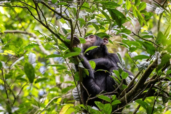 Дорослі Шимпанзе Пан Троглодит Їдять Листя Дереві Видно Через Перерву — стокове фото