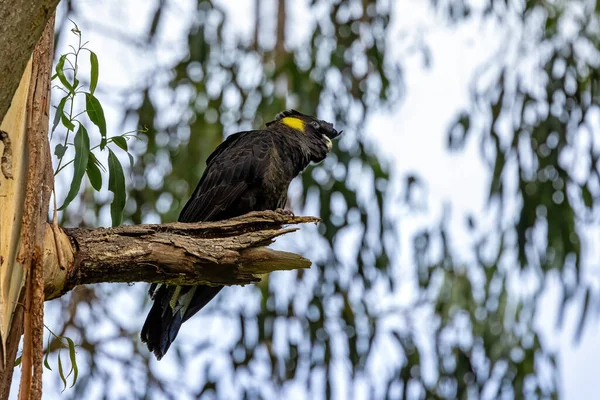 Ženské Žlutoocasé Černé Kakadu Zanda Funerea Usazené Eukalyptovém Stromě Pozadí — Stock fotografie
