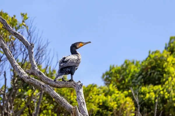 夏の青空を背景に ユーカリの木に覆われた黒い袋としても知られている偉大な鵜 ファラコラックスCarbo ケネット川 グレートオーシャンロード オーストラリア — ストック写真