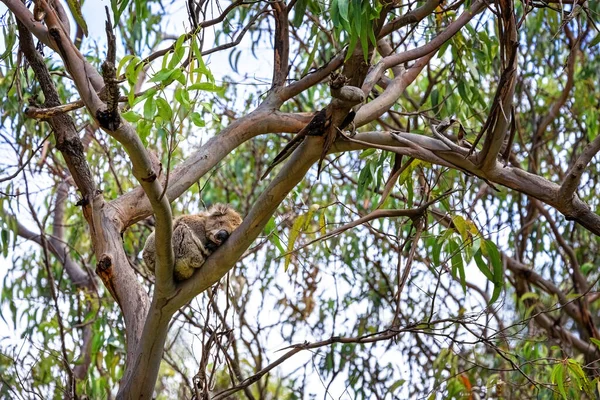 Cute koala, Phascolarctos cinereus, sleeps in a eucalyptus tree. Kennett River, great Ocean Road, Australia. This cute marsupial sleeps for 20 hours a day and is endangered in the wild.