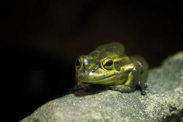 绿金铃蛙 一种原产于澳大利亚东部的陆栖树蛙 现在在野外很脆弱 — 图库照片