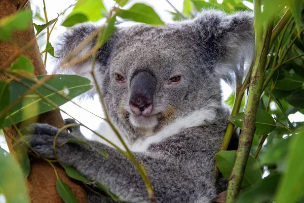 Dorosła Koala Phascolarctos Cinereus Drzewie Sydney Australia Ten Uroczy Torbacze — Zdjęcie stockowe