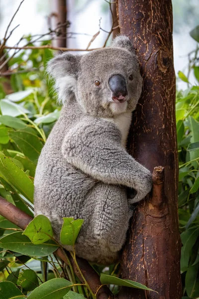 Koala Adulto Phascolarctos Cinereus Árbol Sydney Australia Este Lindo Marsupial — Foto de Stock