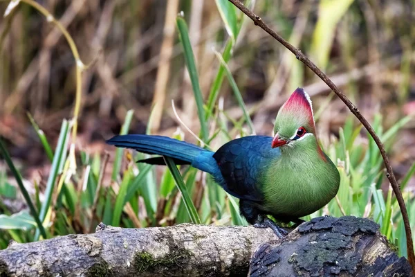 Adult Fischer Turaco Tauraco Fischeri Perched Log Colourful Bird Threatened — Stock Photo, Image