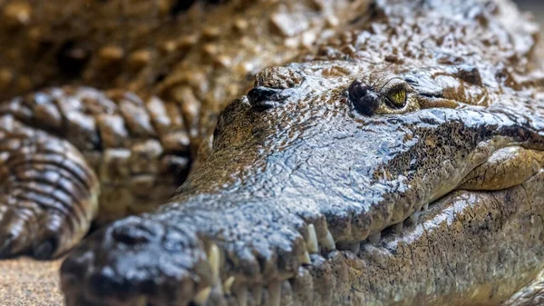 Krokodyl Słodkowodny Crocodylus Johnsoni Zbliżenie Naciskiem Oko Endemia Terytoriach Północnych — Zdjęcie stockowe