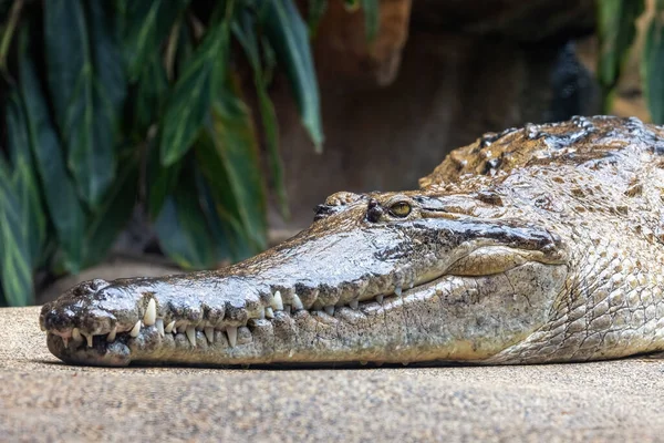 Crocodile Eau Douce Crocodylus Johnsoni Profil Latéral Endémique Des Territoires — Photo
