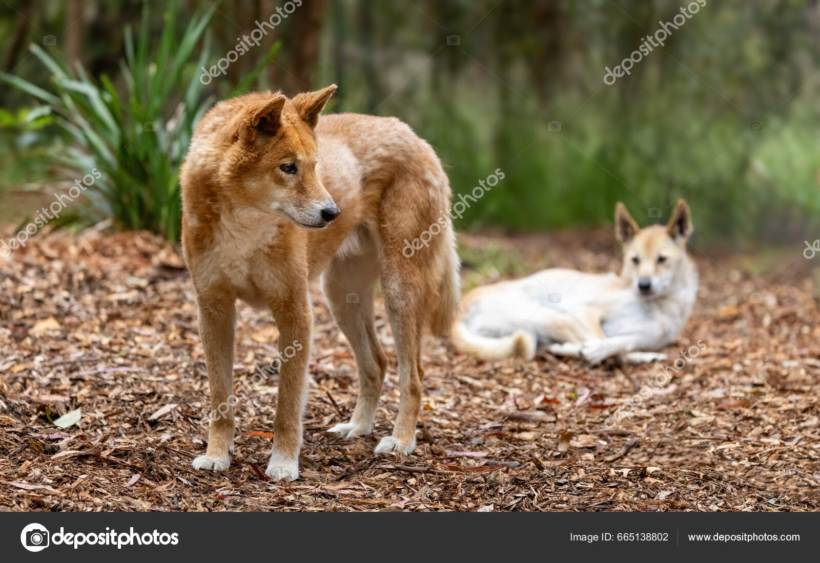 This Is A Close Up Of A Dingo Puppy Stock Photo - Download Image