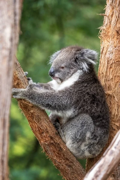 Ein Ausgewachsener Koala Phascolarctos Cinereus Einem Eukalyptusbaum Australien Dieses Süße — Stockfoto