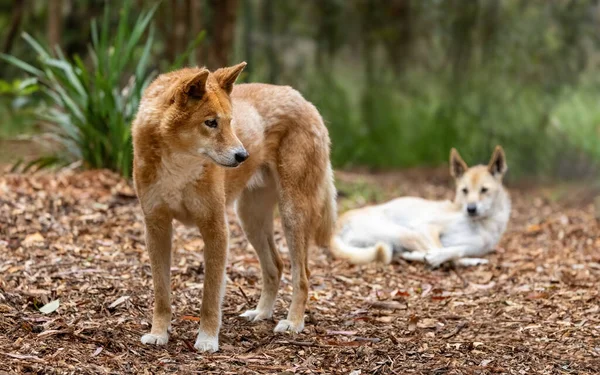 Два Динго Canis Lupus Dingo Виктория Австралия Вид Называют Воином — стоковое фото