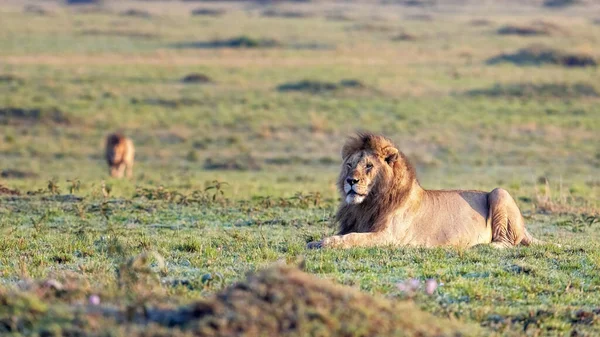Відпочиваючий Лев Чоловік Пантера Лео Ранковому Світлі Масаї Мара Кенія — стокове фото