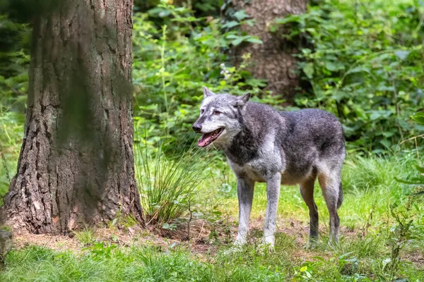 Mackenzie Valley Wolf Canis Lupus Occidentalis Forest Clearing Subspecies Grey — Stock Photo, Image