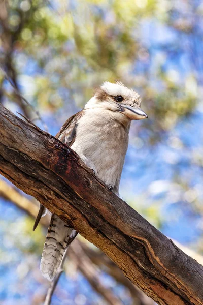 杜鹃科 一种原产于澳大利亚的领地树王鱼 笑着叫杜鹃属 这只成年的鸟栖息在塔斯马尼亚弗赖西奈国家公园的一棵树上 软茎叶背 — 图库照片