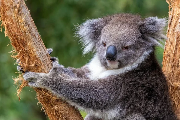Mignon Koala Grimpant Arbre Vue Plein Visage Avec Fond Feuillu — Photo