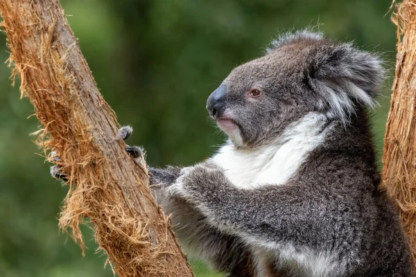 Mignon Koala Grimpant Arbre Vue Profil Latérale Avec Fond Feuillage — Photo