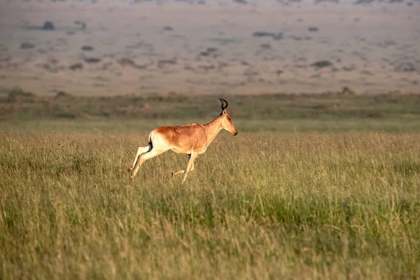 Kokainowa Bestia Alcelaphus Buselaphus Cokii Biegająca Bujnej Trawie Masai Mara — Zdjęcie stockowe