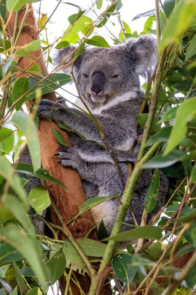 Koala Adulte Phascolarctos Cinereus Dans Eucalyptus Australie Marsupial Mignon Est — Photo
