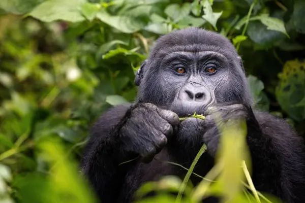 成年的山地大猩猩 大猩猩伯林盖 放牧的茂密的灌木Bwindi不可穿越的森林 世界遗产 Muyambi家族中的一员 濒危物种 — 图库照片