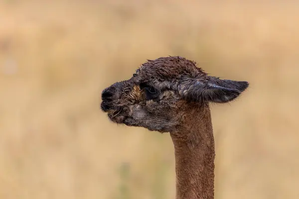 Closeup of a brown llama, lama glama, after a shower of rain. Expressive face side view. This South American domesticated animal is farmed for its soft wool.